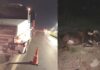 Carreta colide com animal solto na pista no perímetro urbano de Capim Grosso